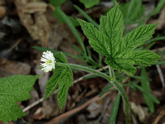 {Hydrastis canadensis}